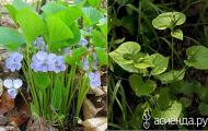 Фиалка удивительная – Viola mirabilis L Фиалка удивительная описание для детей 2