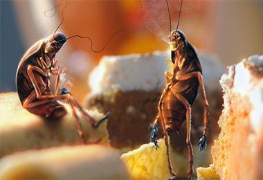 К чему снятся тараканы: основные толкования сновидения с насекомыми Сонник черные тараканы много и живые